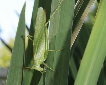 Close-up of insect on plant