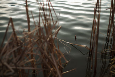 High angle view of duck swimming in lake