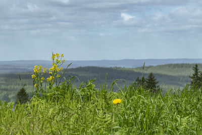 Close-up of yellow flowers blooming on field against sky