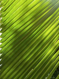 Close-up of palm tree leaves