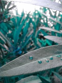 Close-up of plant against blurred background