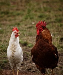 Close-up of rooster on field