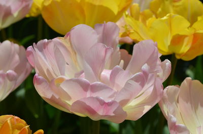 Close-up of pink flowers