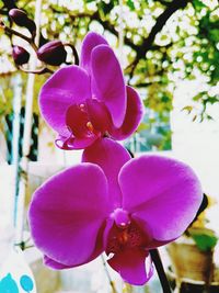 Close-up of purple orchid blooming outdoors