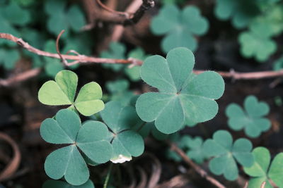 Close-up of green leaves