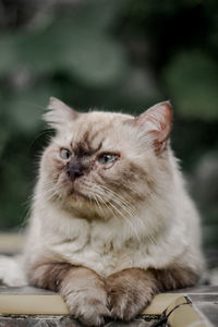 Close-up of a cat looking away