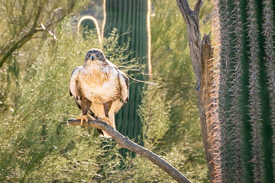 Close-up of owl perching on tree