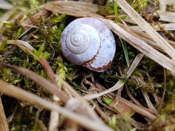Close-up of shell on grass