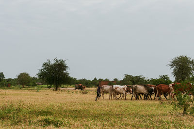 Horses in a field