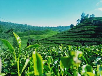 Scenic view of agricultural field against sky