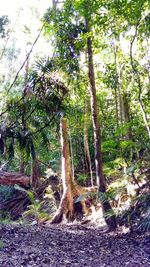 Trees in forest