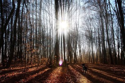 Panoramic view of illuminated trees against sky