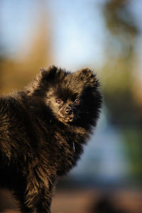 Portrait of cat