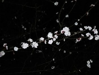 Close-up of white flowers