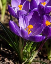 Close-up of purple crocus flowers