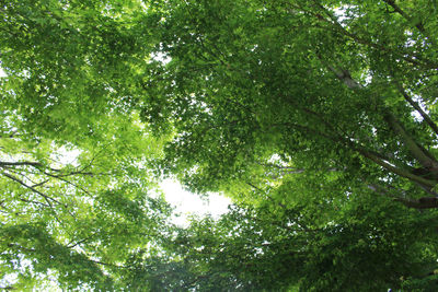 Low angle view of trees in forest