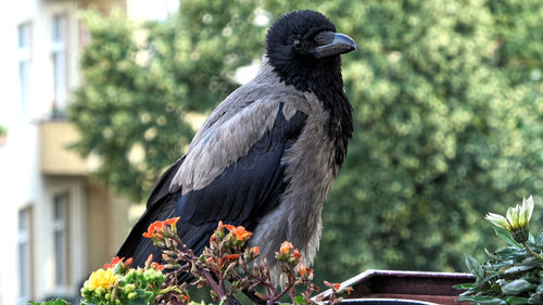 Close-up of bird perching on flower