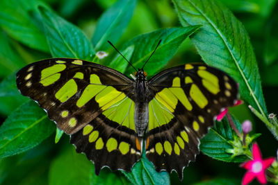 Close-up of butterfly pollinating on flower