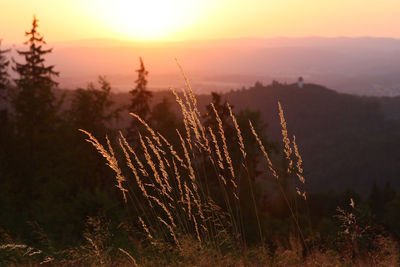 Close-up of stalks in field against sky during sunset