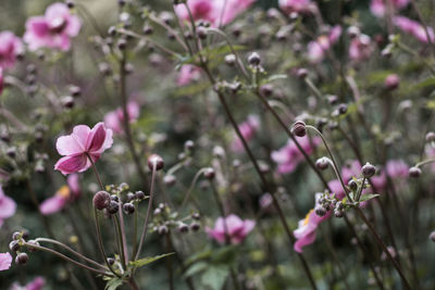 Close-up of pink flowers blooming outdoors