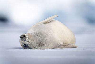 Crabeater seal lies on ice floe sleeping