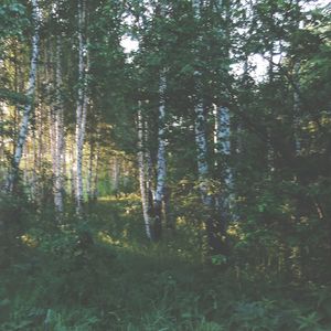 Trees in forest