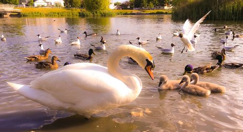 Swans swimming in lake