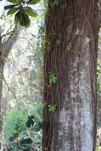 Trees in forest