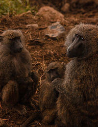 Portrait of monkeys sitting on field