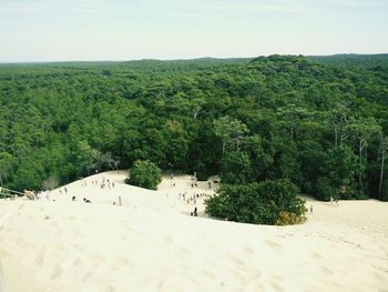 View of trees on beach