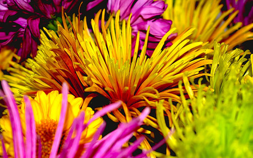 Close-up of pink flowering plants