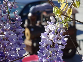 Close-up of purple flowers on tree