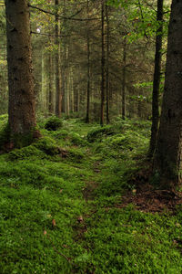 Trees growing in forest