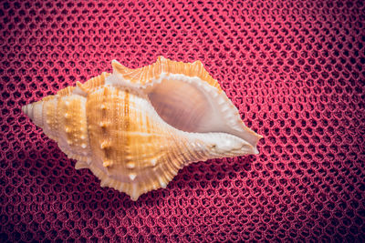 Close-up of shell over sea