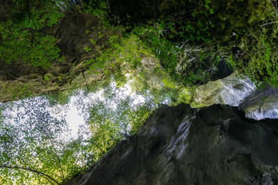 High angle view of stream amidst trees in forest