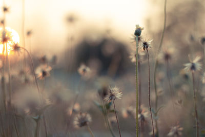 Close-up of flowering plant on field