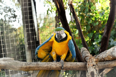 Close-up of a bird perching on branch in zoo