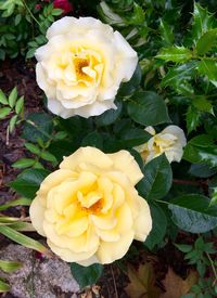 Close-up of yellow rose blooming outdoors