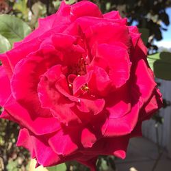 Close-up of pink rose