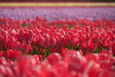 Close-up of red tulips in field