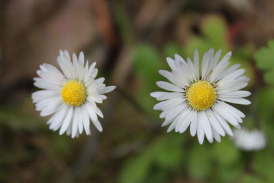 Close-up of white daisy flower