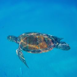 Underwater view of sea