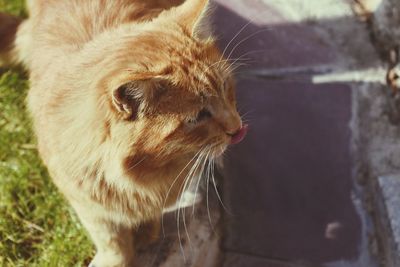 Close-up of a cat looking away