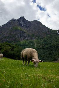 Sheep grazing in a field