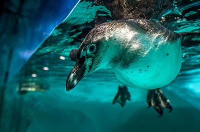 Close-up of penguin swimming in fish tank at aquarium