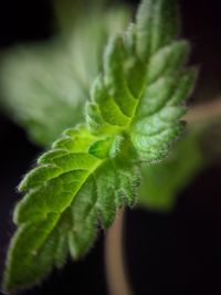 Close-up of plant