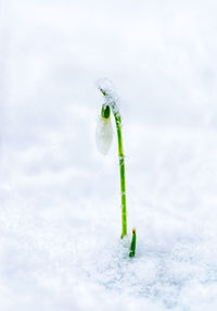 Close-up of snow covered plant on field