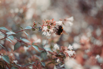 Close-up of bee pollinating on flower