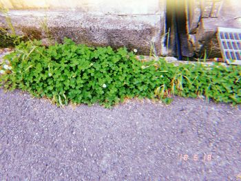 High angle view of plants growing in city