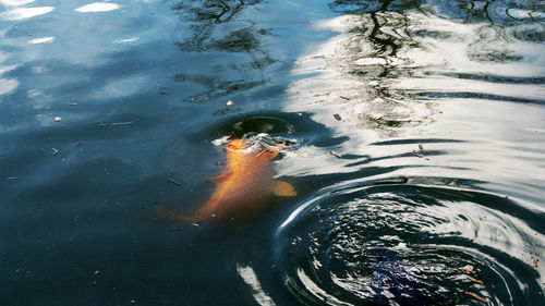 High angle view of koi carps swimming in lake